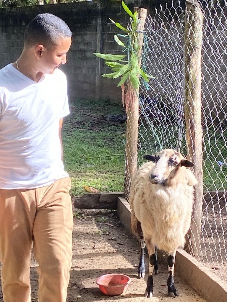 Man looks at a sheep in a pen. The sheep is tan and black. A red bowl sits on the ground.