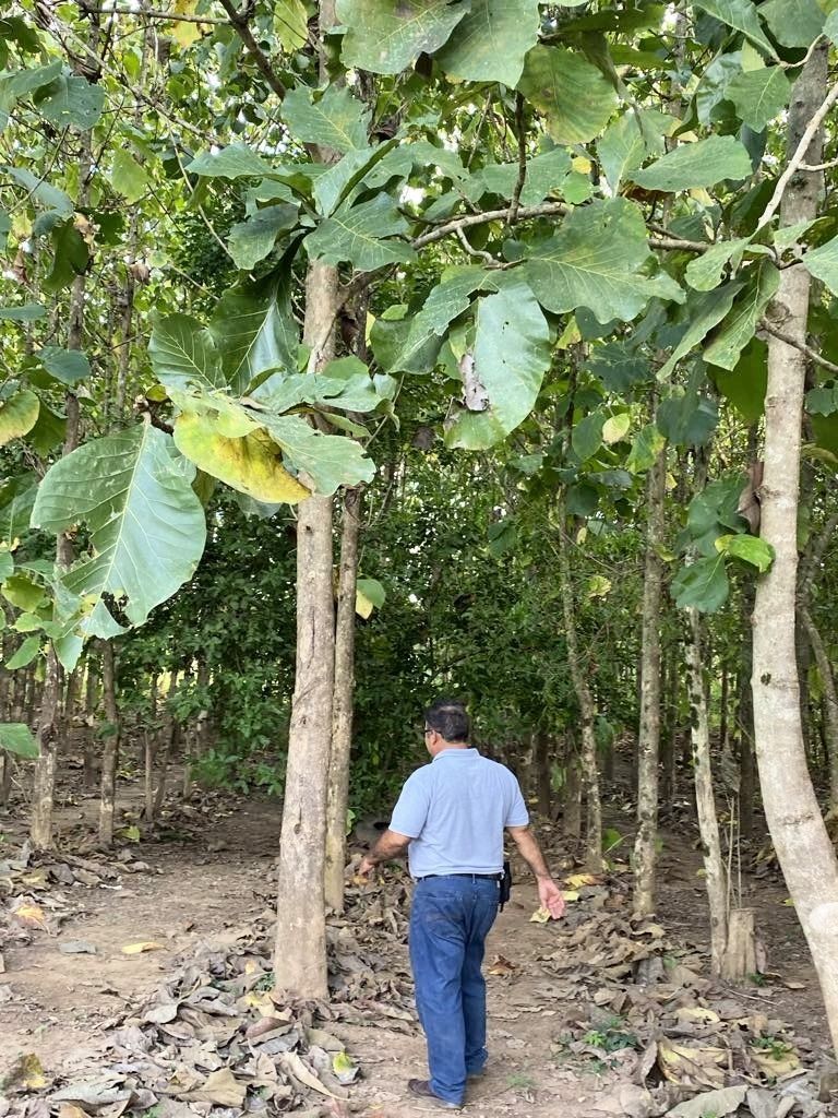 Man walking through a forest with tall trees and large green leaves. Brown dirt ground.