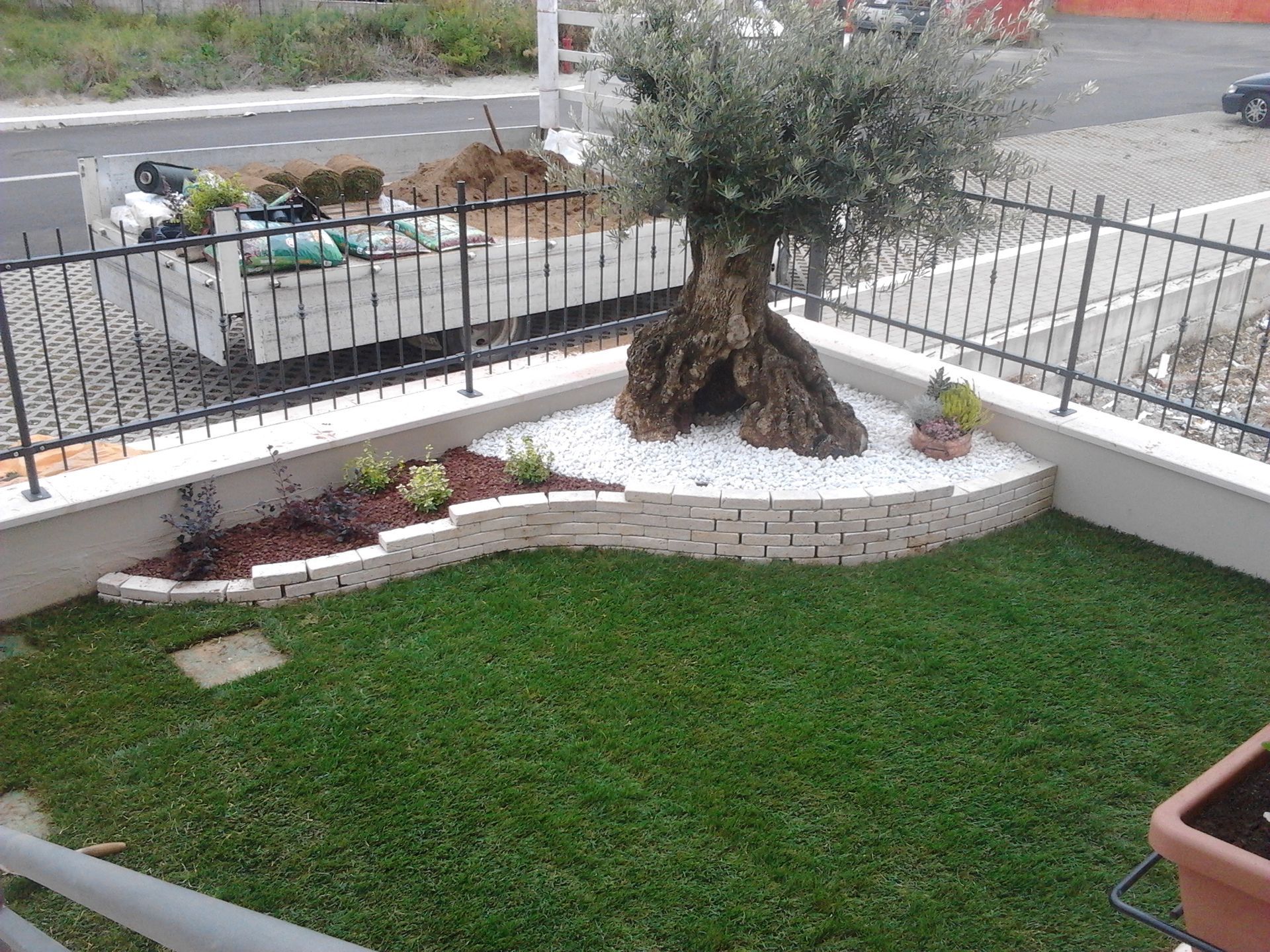Un giardino paesaggistico con un vecchio ulivo in un'aiuola rialzata di pietre bianche. L'aiuola è circondata da erba verde e una recinzione in metallo nero delimita lo spazio.