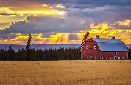 Red barn in a golden field under dramatic sunset clouds and sunbeams