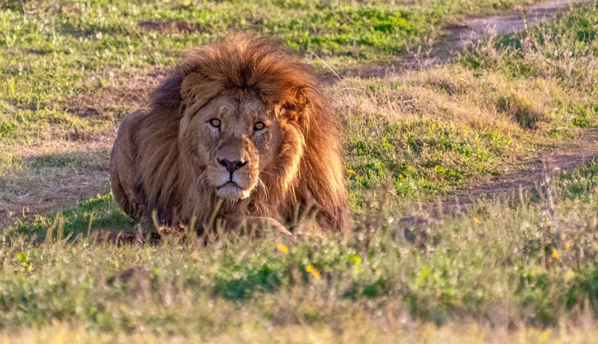 Lion lying in grassy savanna, facing the camera.
