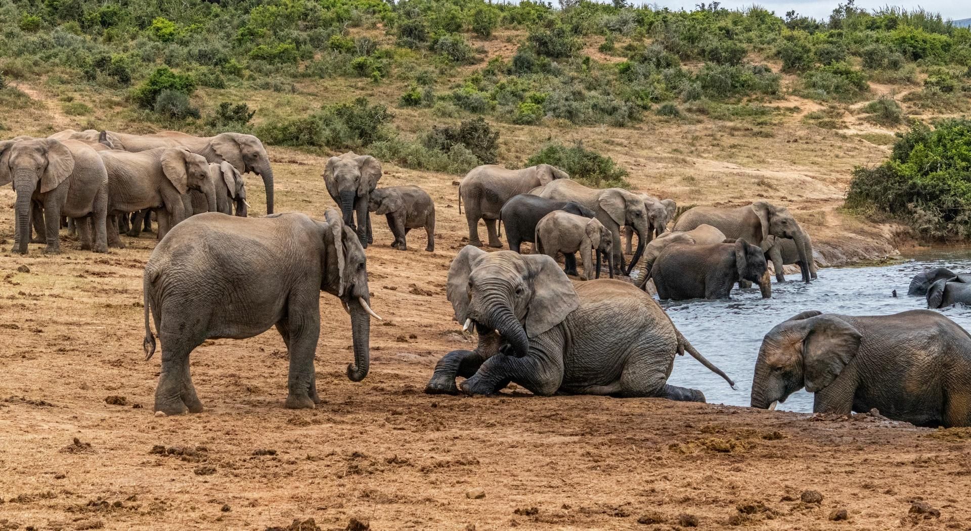 Elephants gathering at a muddy waterhole in a dry savanna landscape.