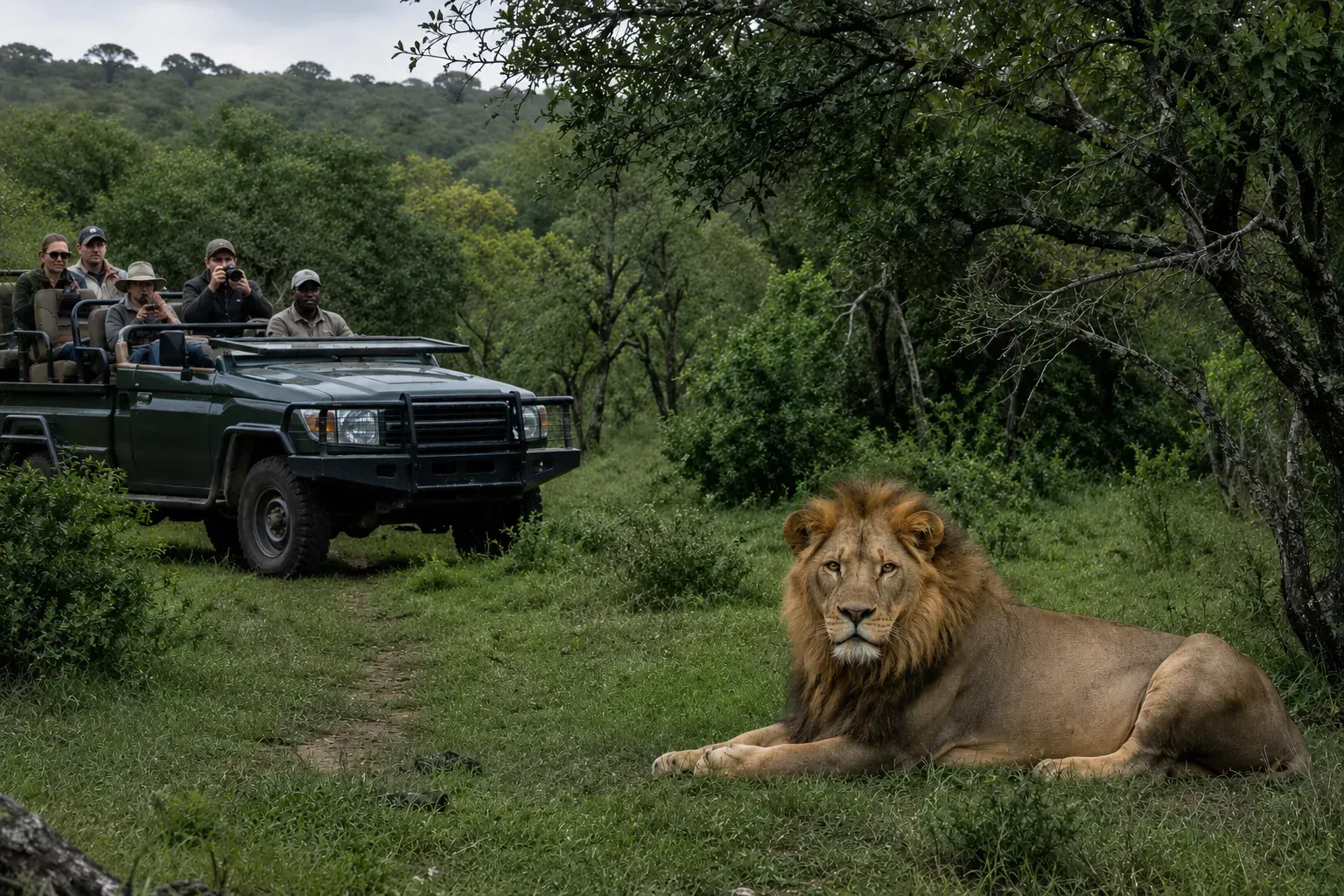 Safari jeep with tourists watching a lion lying on a grassy path in dense green bush.