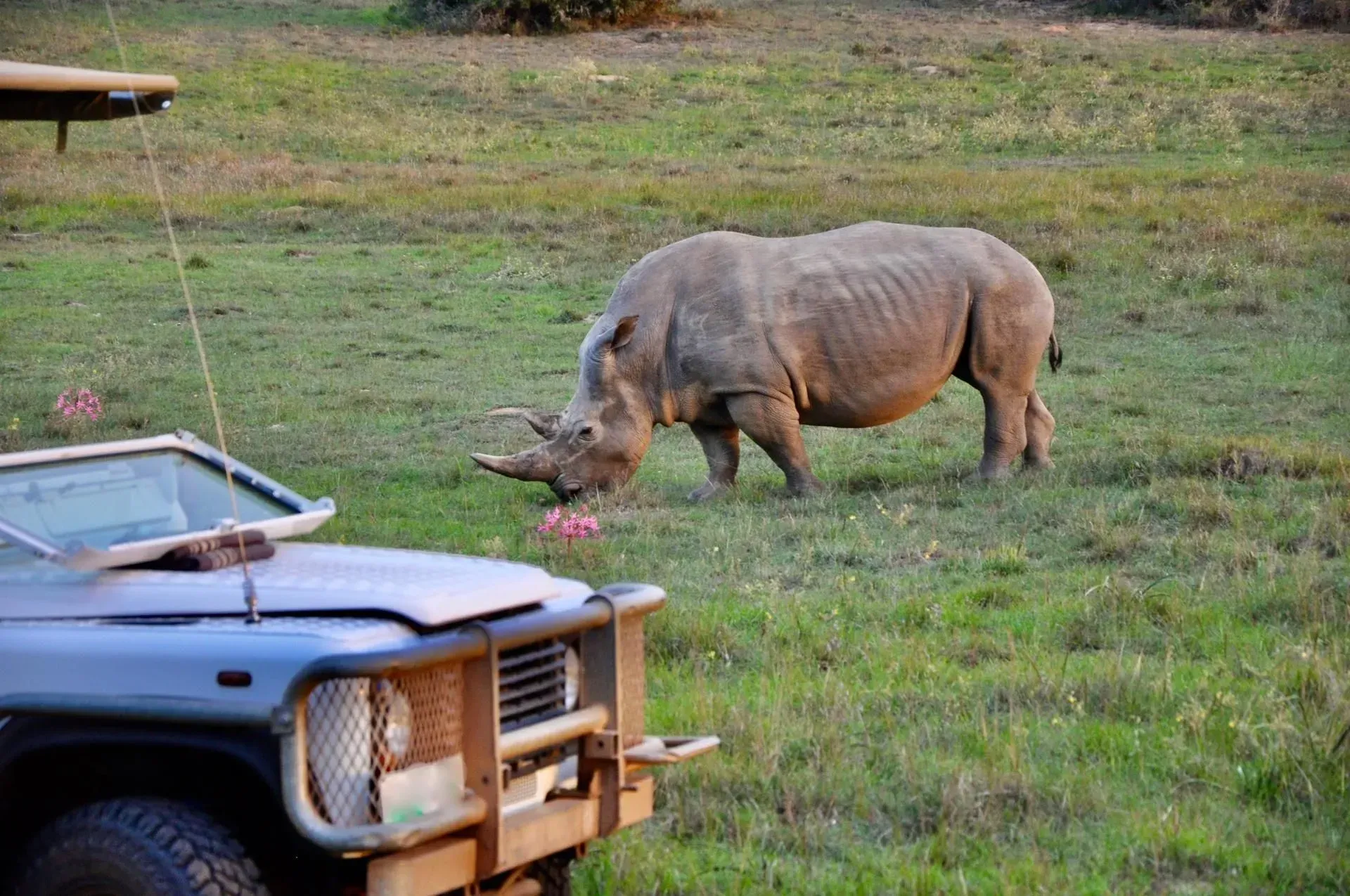 Rhinoceros grazing in a grassy field beside the front of a blue truck.