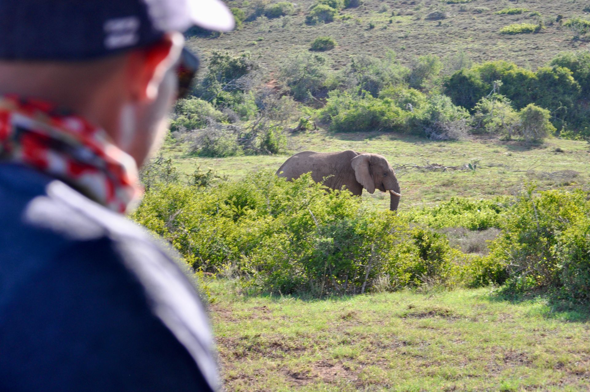 Person in foreground watching an elephant grazing in a green field