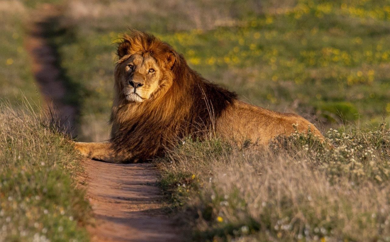 Lion lying in a grassy dirt path, looking alert in a sunlit field.