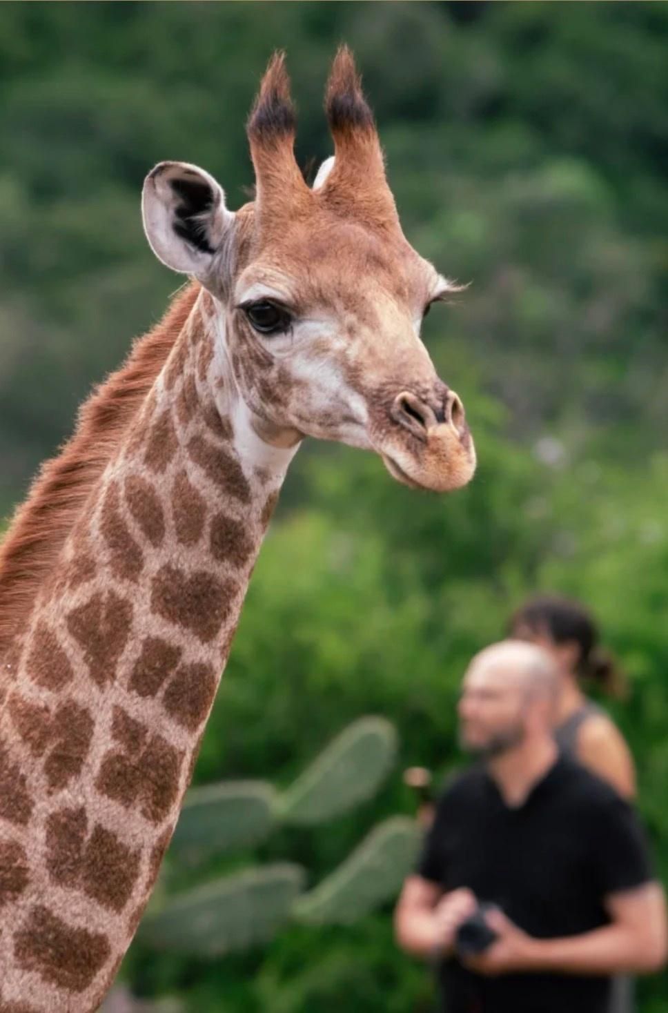 Giraffe in a safari with a blurred person and greenery in the background