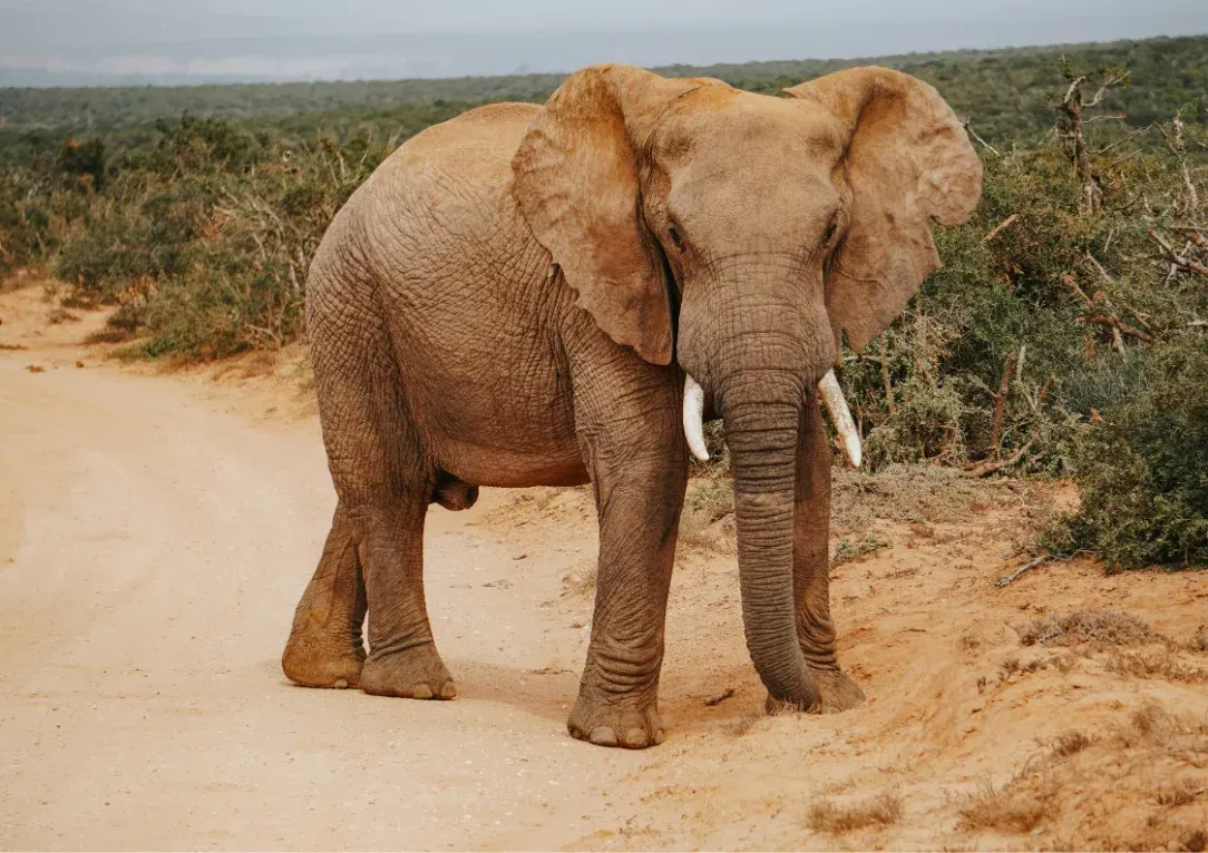Elephant standing on a sandy path in a dry, scrubby landscape