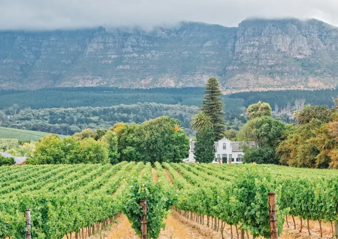 Vineyard rows leading to a small white house beneath mountains and cloudy sky