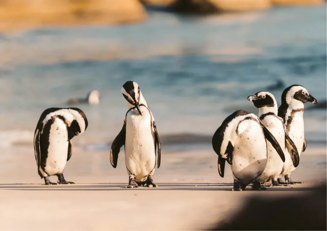 Four penguins standing on a sandy shore with blue water in the background