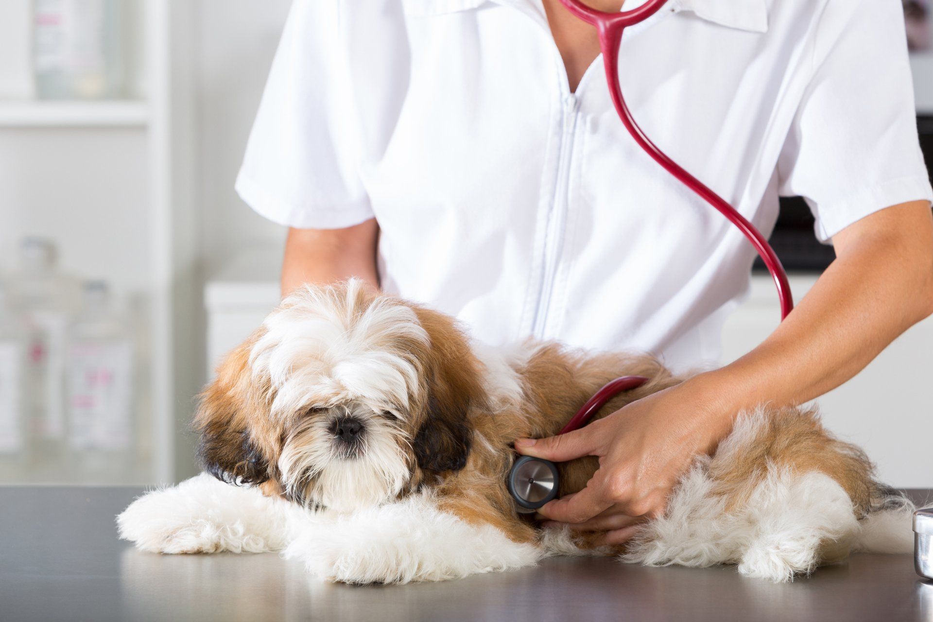 Puppy Checkup — Shreveport, LS — Animal Health Center