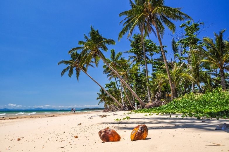 Sandy Beach Surrounded by Palm Trees — Premier Inspections FNQ In Cassowary Coast, QLD
