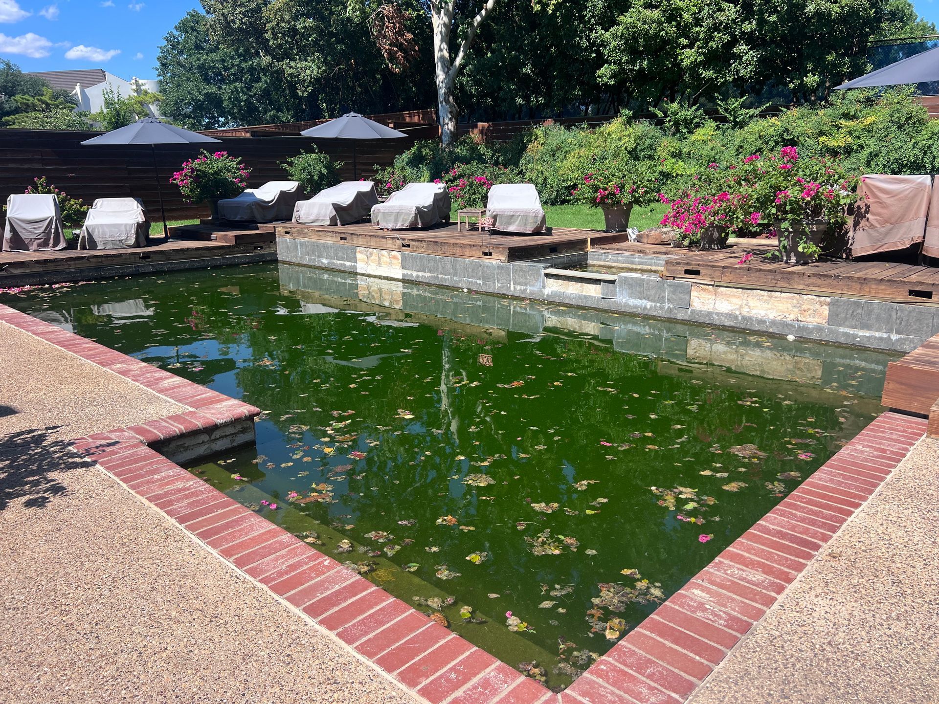 A large swimming pool with a lot of algae in it