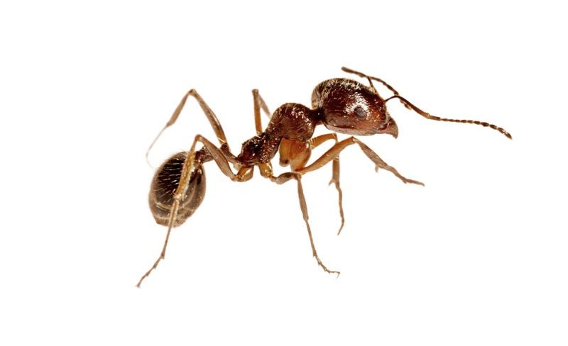 A close up of an ant on a white background.