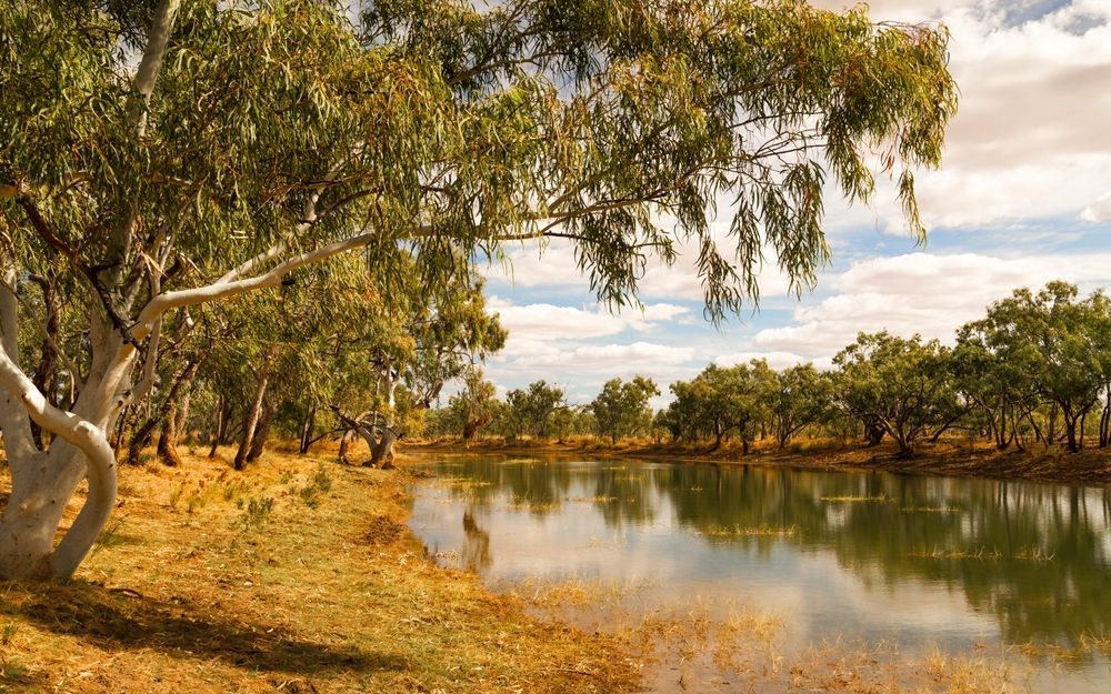 Still Pond Reflecting Trees Under a Cloudy Sky — Mount Isa Skips In Camooweal, QLD