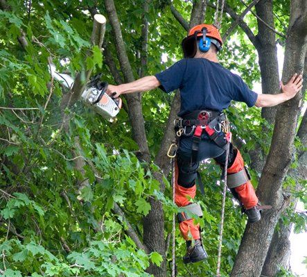 An arborist reaches to cut a branch while taking down a maple tree.See more like this in my Landscapers lightbox.