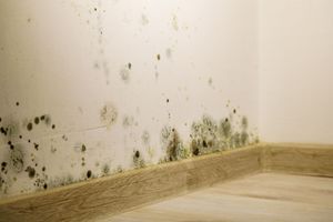 Black mold spots on a wall near the floor in a corner of a room