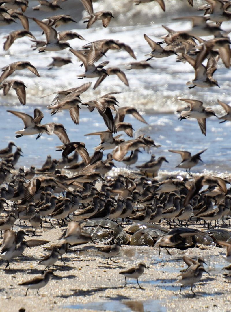 A large flock of birds are flying over a beach