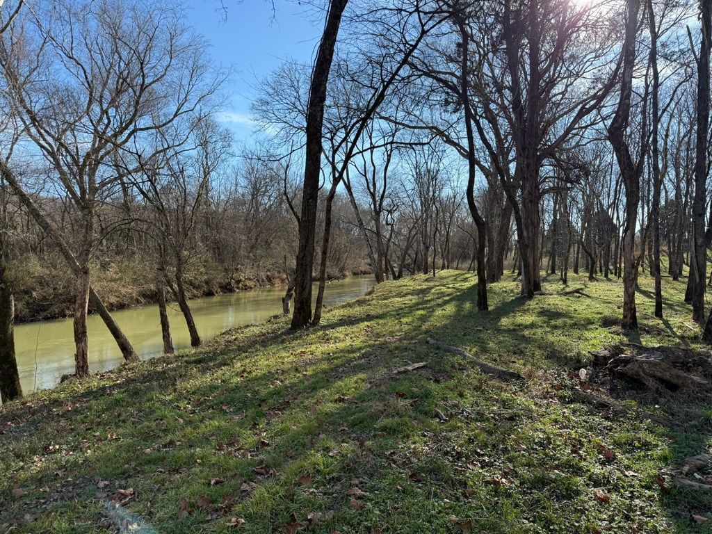 Leafy riverside grove with bare trees and sunlit grass under a clear blue sky