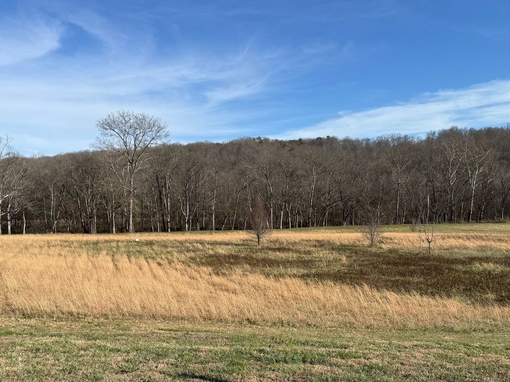 Open field with tall tan grass, bare trees, and a blue sky on a sunny day