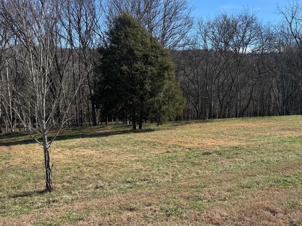 Grassy field with bare trees and a tall evergreen under a clear blue sky