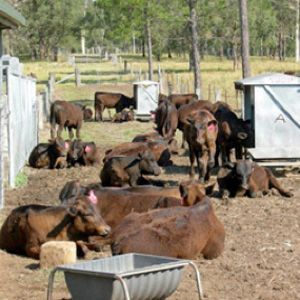 Beef Cattle Yard
