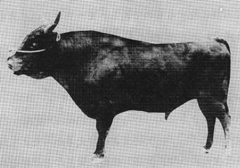 A black and white photo of a Tajiri bull wearing a collar.