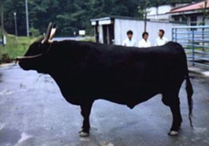 Dai 7 Itozakura