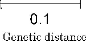 A genetic distance of 0.1 is shown on a white background.