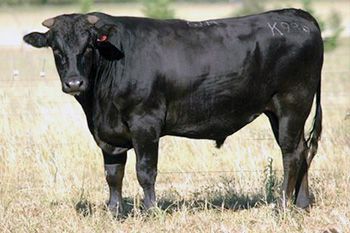 A Hatshira Rare Tottori Bloodline AI Sire bull is standing in a field of tall grass.