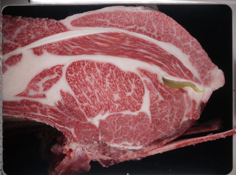 B901-sired carcass