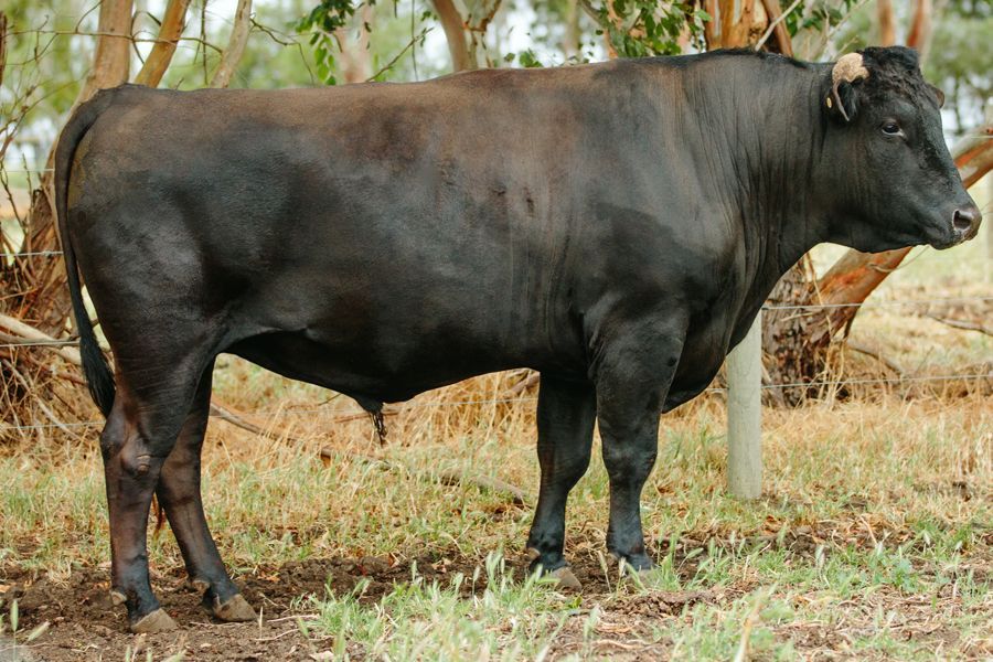 A large black Ginjo Kitahatsuhi L9 bull standing in a grassy field