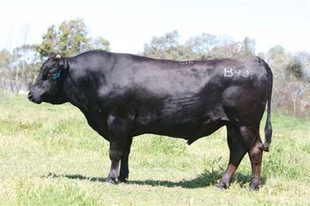 A Rare Tottori Bloodline AI Sire bull is standing in a grassy field.
