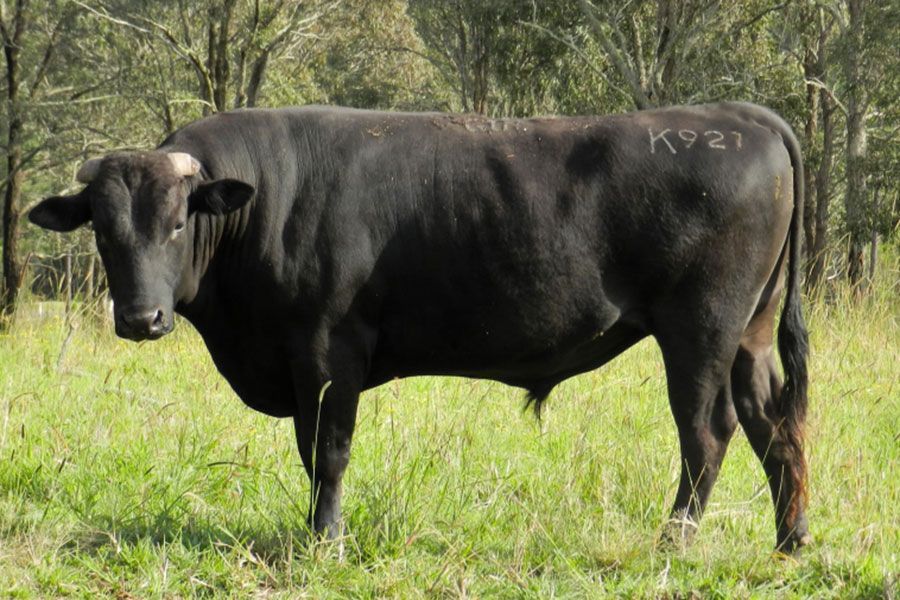 A Rare Tottori Bloodline AI Sire bull with k921 written on its back is standing in a grassy field