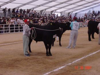 A man with the number 12 on his shirt is standing next to a cow