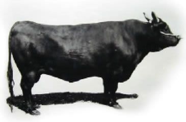 A black and white photo of a Kedaka bull on a white background.