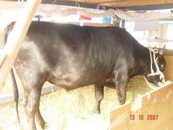 Okayama Wagyu