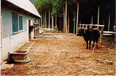 Old Wagyu Farm in Tottori