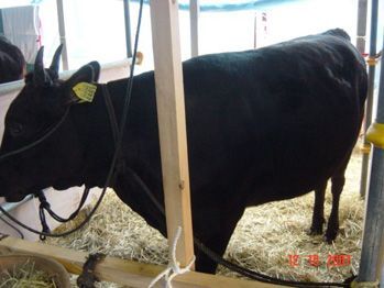 Shimane Cattle