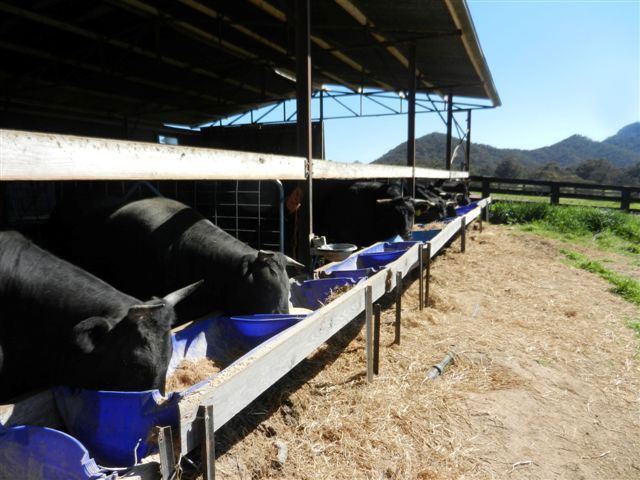 Taks Black Wagyu Feedlot