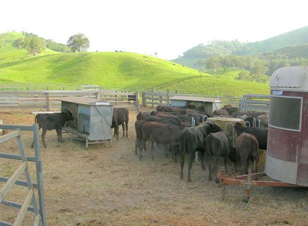 A herd of cattle are standing in a fenced in area near a trailer.