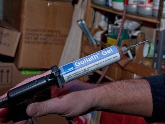 disinfestazione di blatte rosse a Bologna