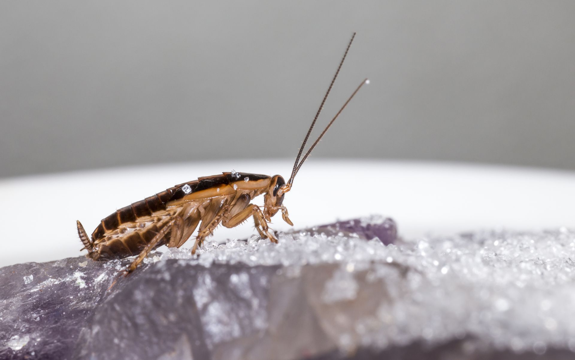 Come eliminare la Blattella Germanica senza dover abbandonare i locali