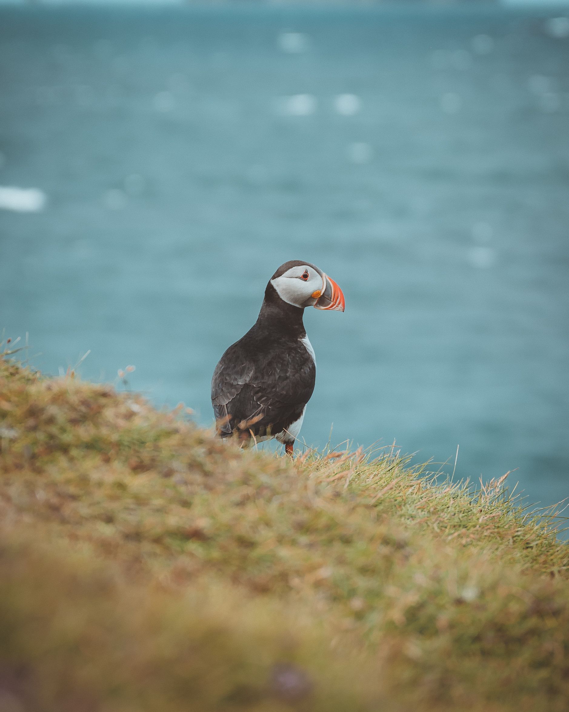 Iceland’s Atlantic Puffin: An Intimate Encounter with Nature’s Icons