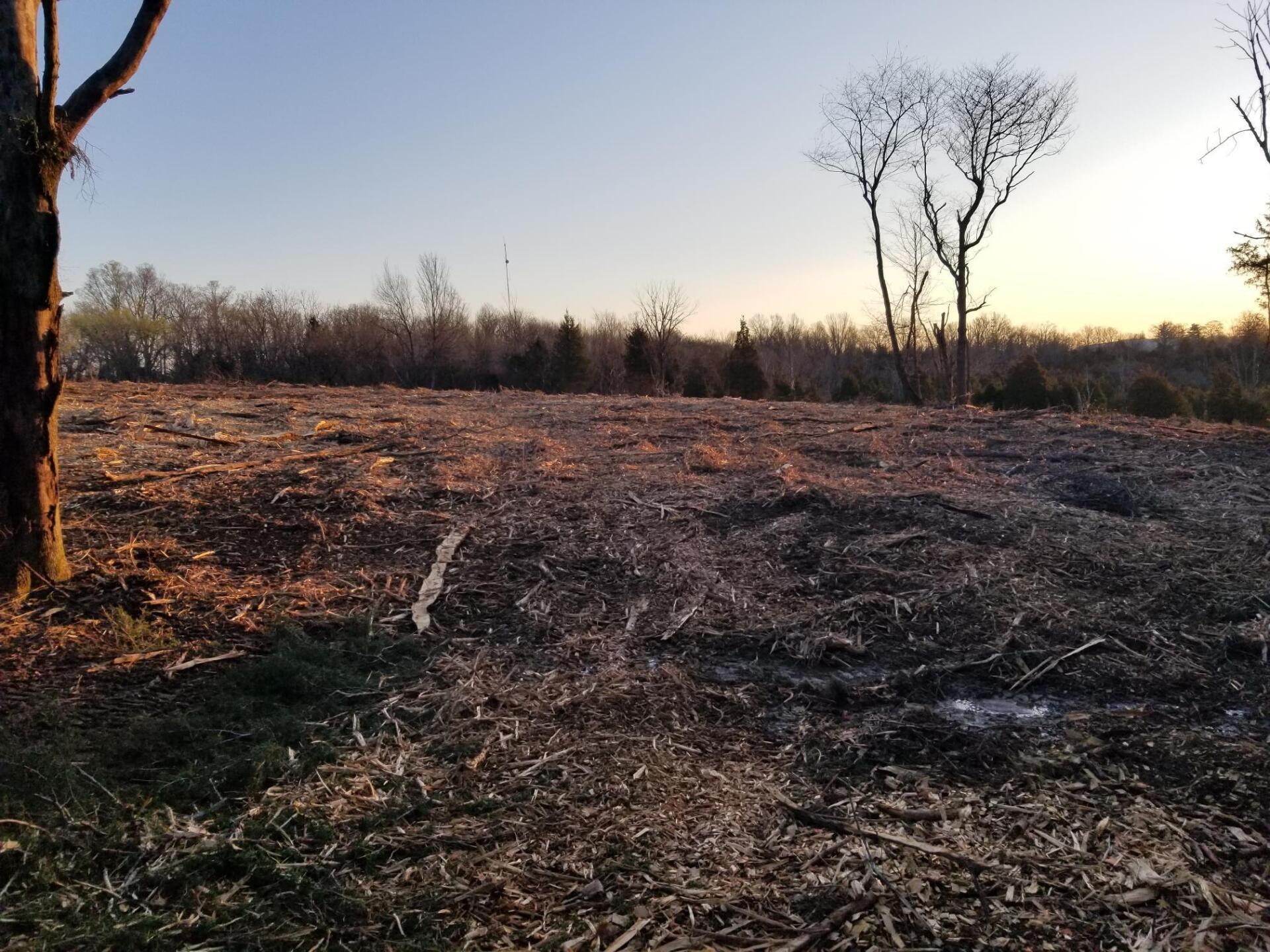 Clearing in a wooded area at dusk, covered in wood chips, with bare trees silhouetted against the sky.