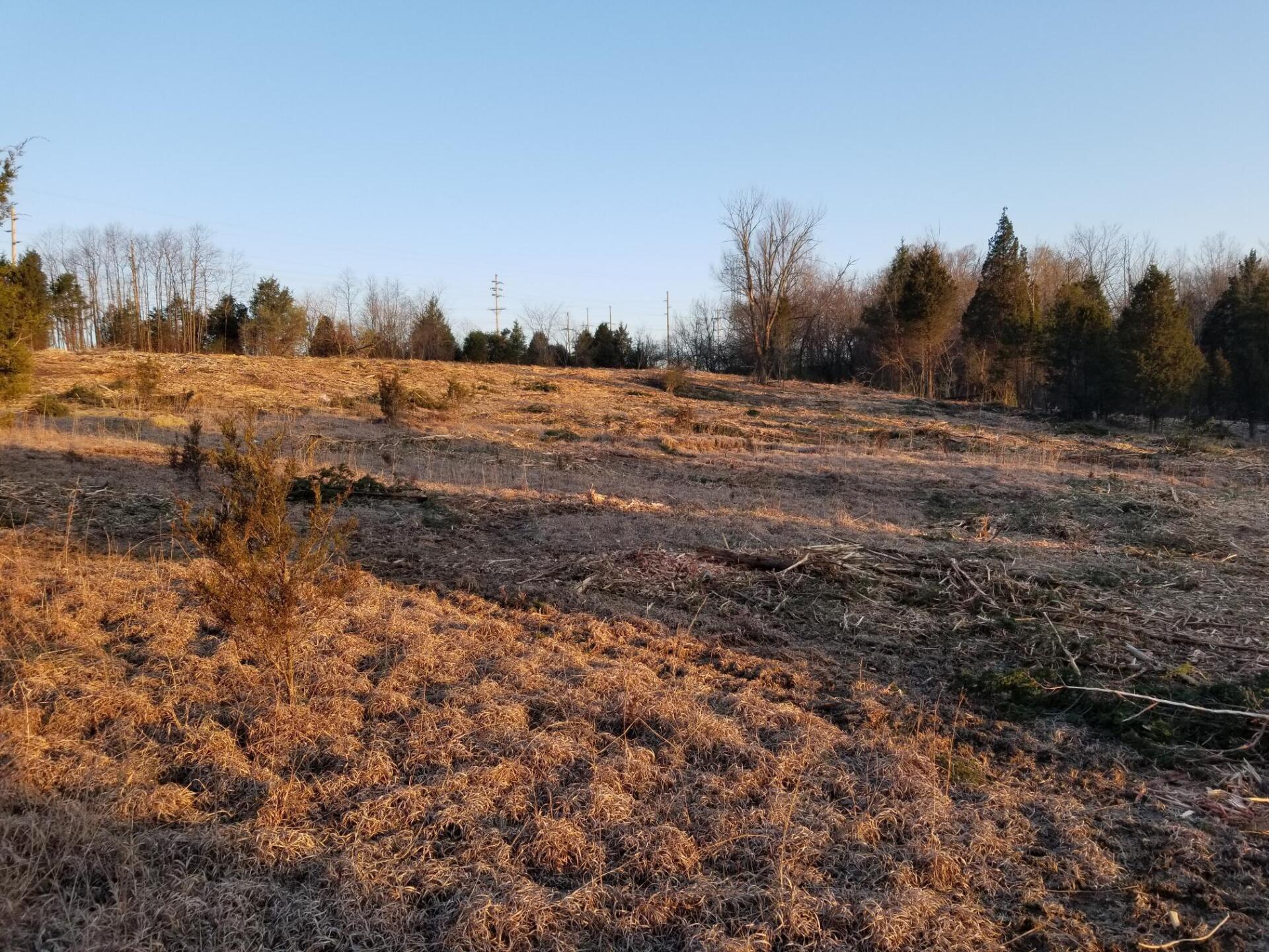 Open field with brown grass and scattered trees under a clear blue sky.