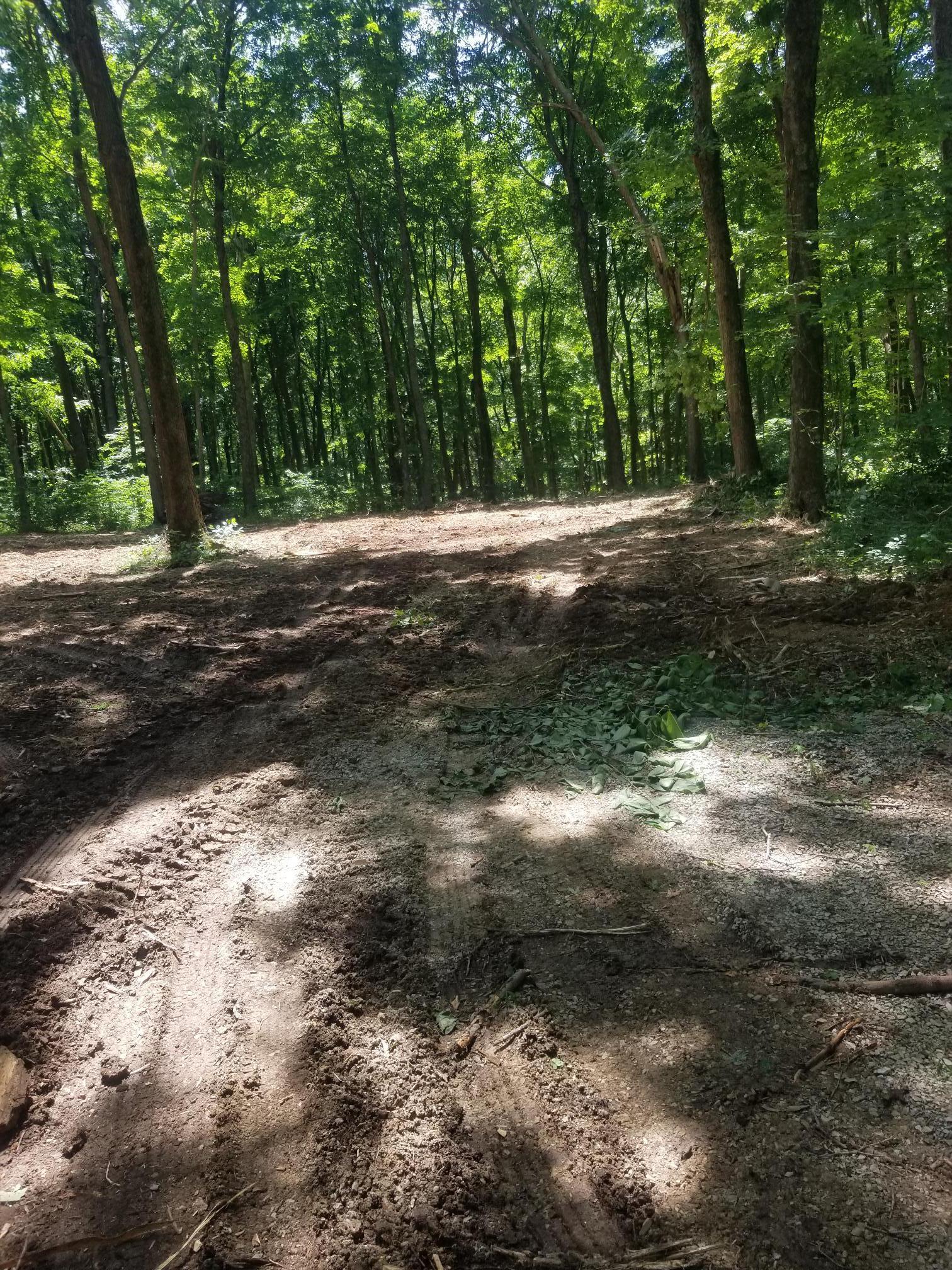 Dirt path through a sunny forest, leading to a cleared area. Trees line the sides.