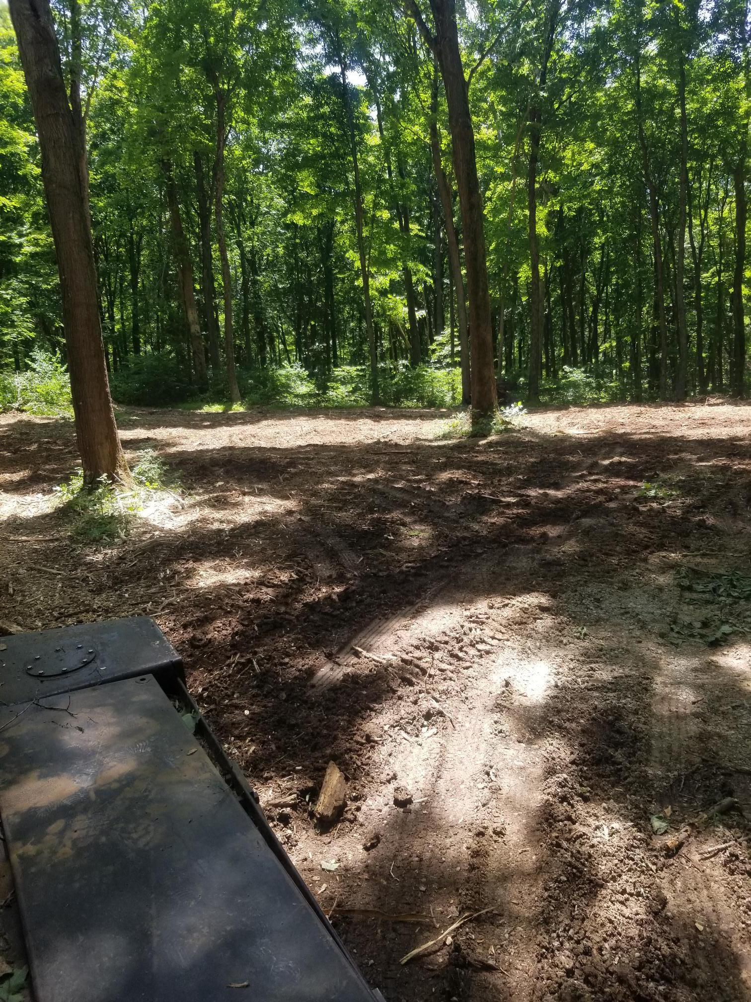 Clearing in a sunlit forest, two trees in the foreground. Loose soil and wood chips cover the ground.