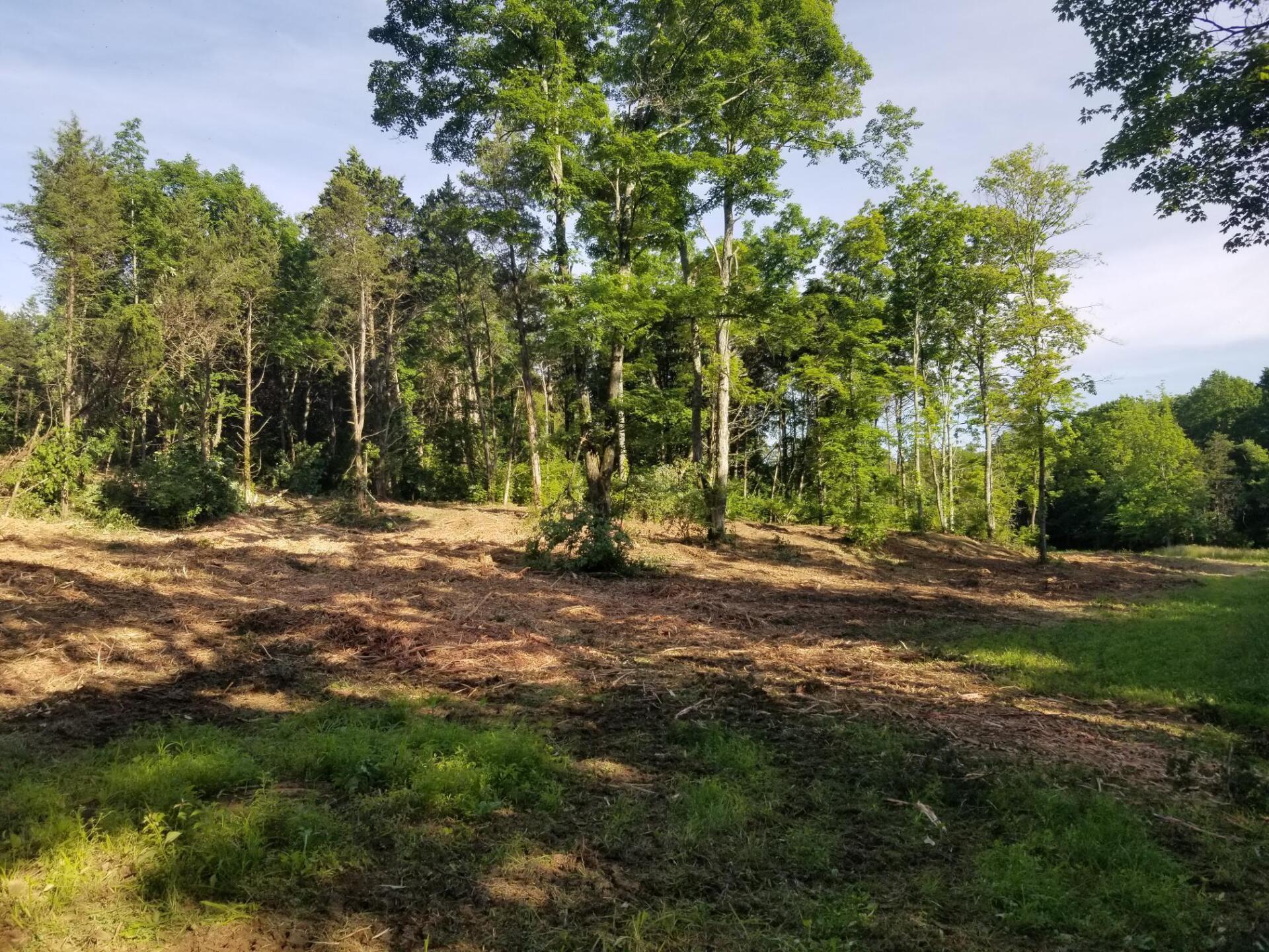 Clearing in a wooded area; brown ground in foreground, trees in background, sunny day.