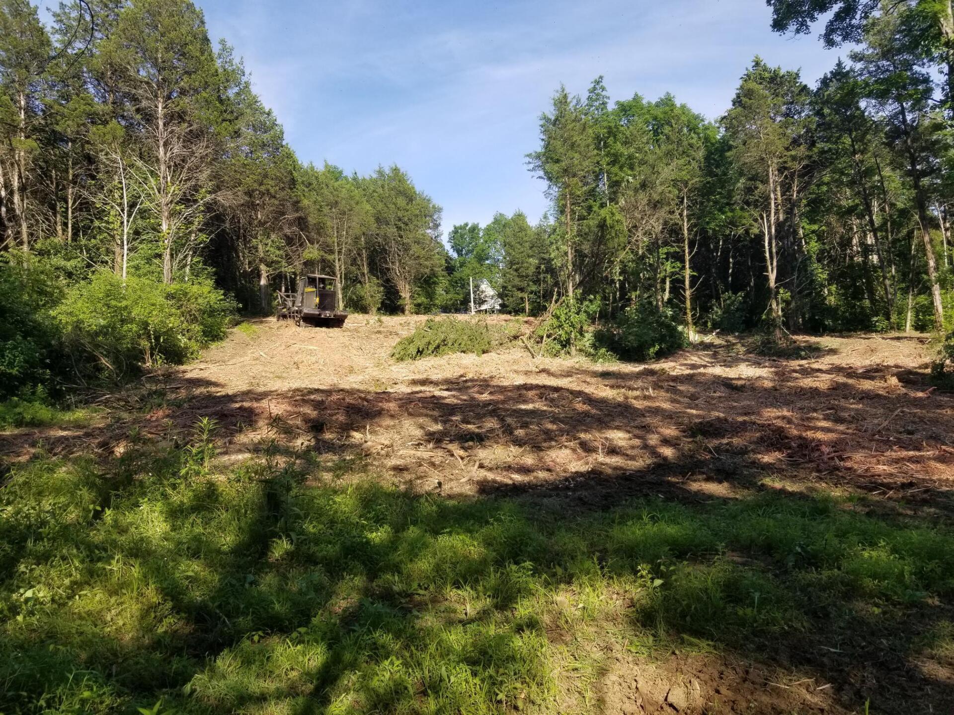Cleared land surrounded by trees with sunlight.